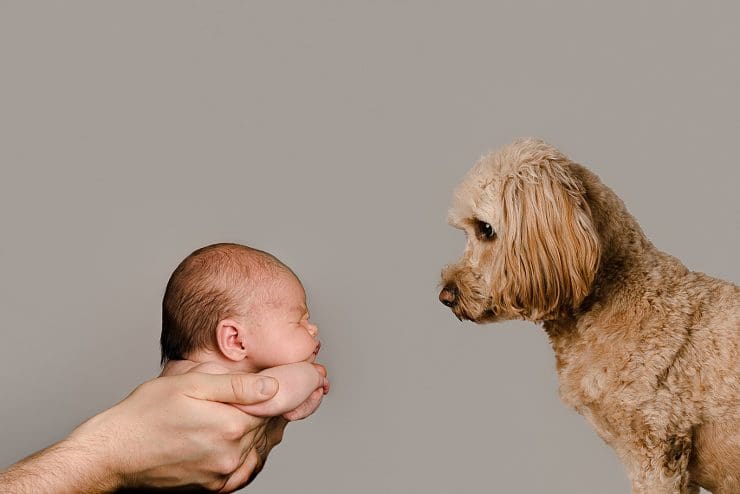 cute photo where a newborn who is fast asleep and being held by her daddy is facing her best friend who is a cockapoo dog and the dog is looking at the baby