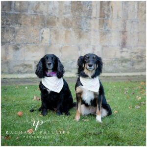 Two dogs sitting on grass in front of a stone wall. The left dog has black fur and a purple bandana, while the right dog has black and brown fur with a white chest and a white bandana. Both bandanas have text on them.