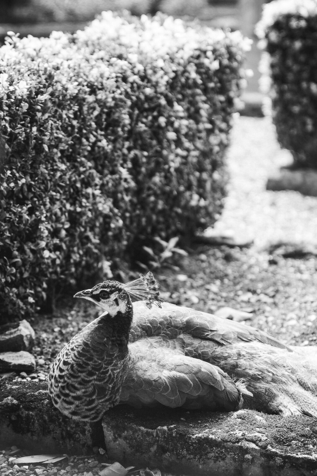 Black and white peacock sitting by hedge.